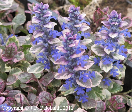 Ajuga reptans 'Burgundy Glow'